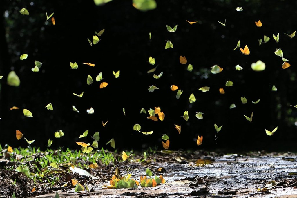 Canon EOS 70D with 18-55mm STM and 55-250mm STM Lenses - International Version Canon EOS 70D with 18-55mm STM and 55-250mm STM Lenses - International Version